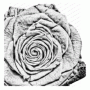 IO-cover-a-card-pixel-rose-250x250